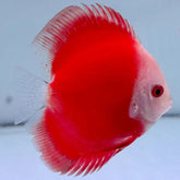 Red Melon Discus